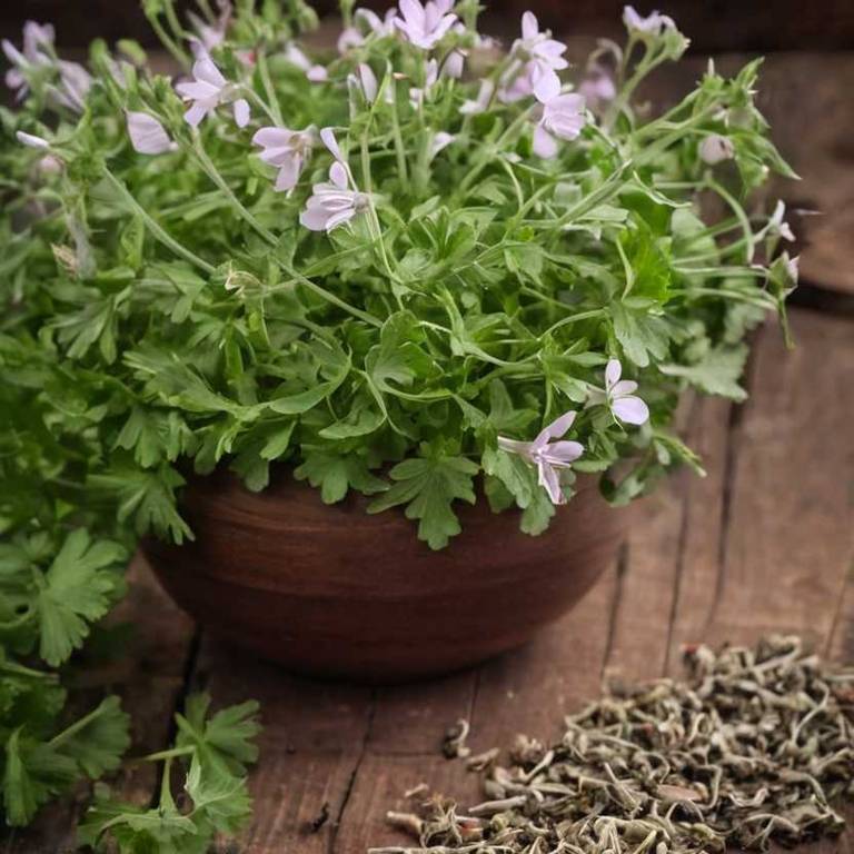 herbal teas for colds Pelargonium sidoides