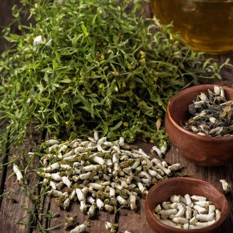 herbal teas for congestive-heart-failure Coccinia grandis