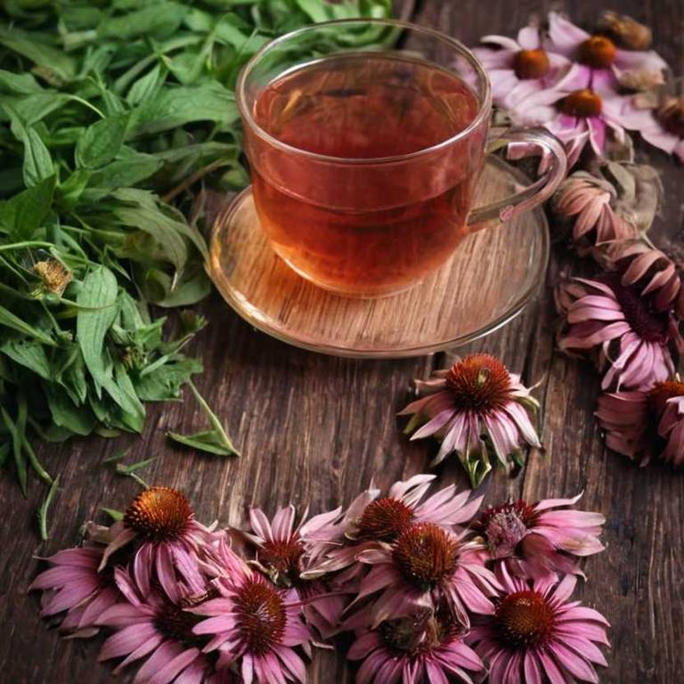 herbal teas for coughing-fits Echinacea purpurea