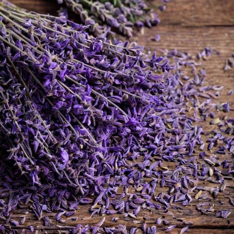 herbal teas for coughing-fits Lavandula angustifolia