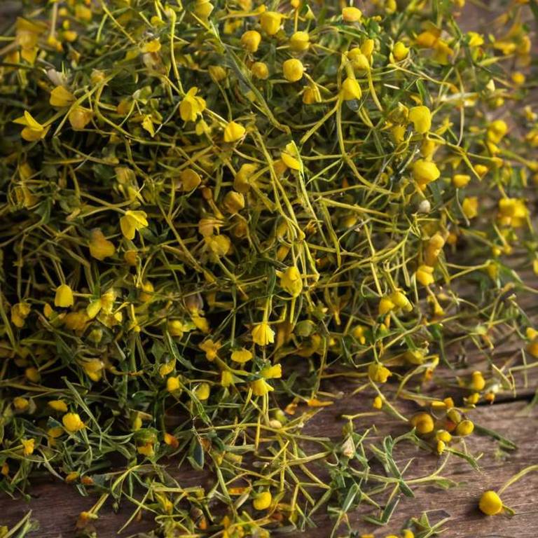 herbal teas for cramps Hypericum perforatum