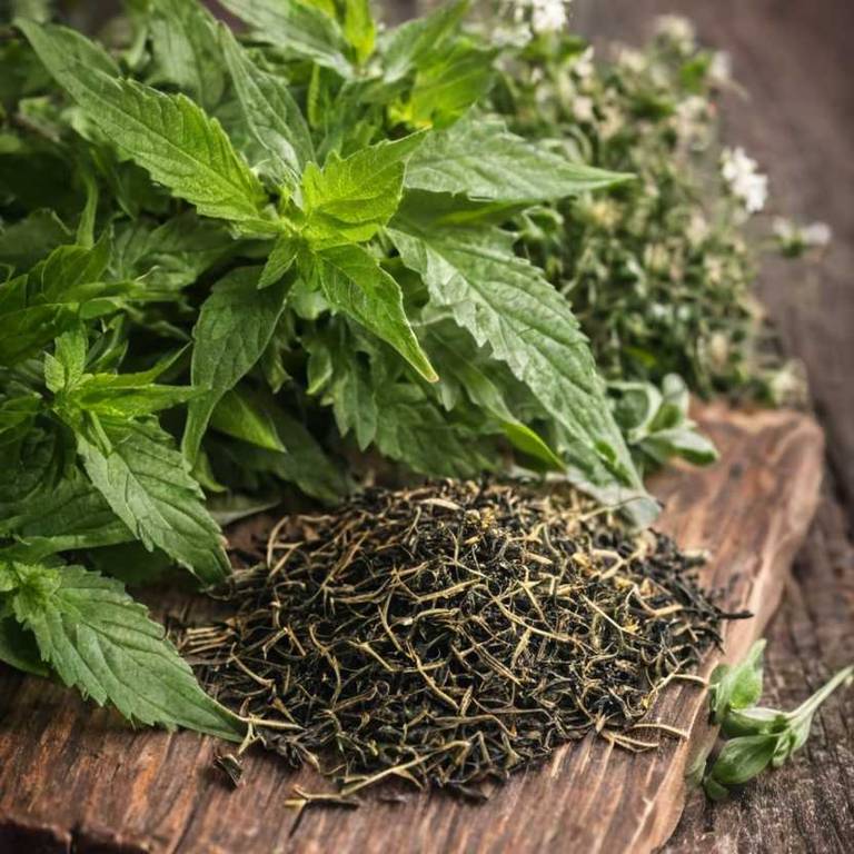 herbal teas for dandruff Urtica dioica