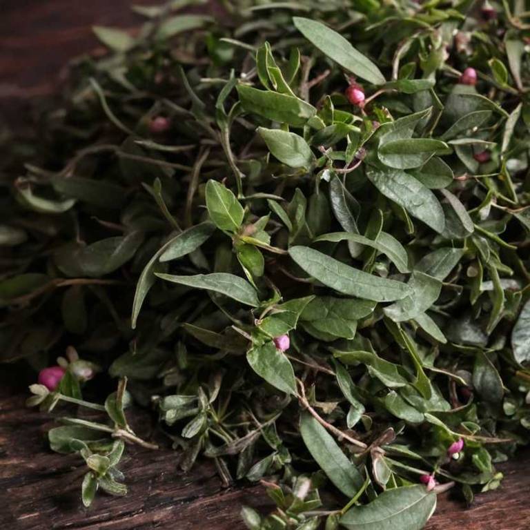 herbal teas for dehydration Gaultheria procumbens