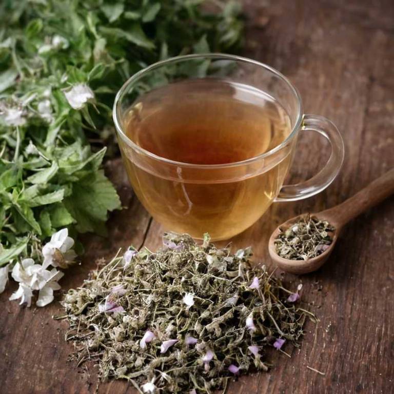 herbal teas for dysuria Althaea officinalis