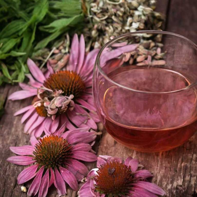 herbal teas for ear-infection Echinacea purpurea