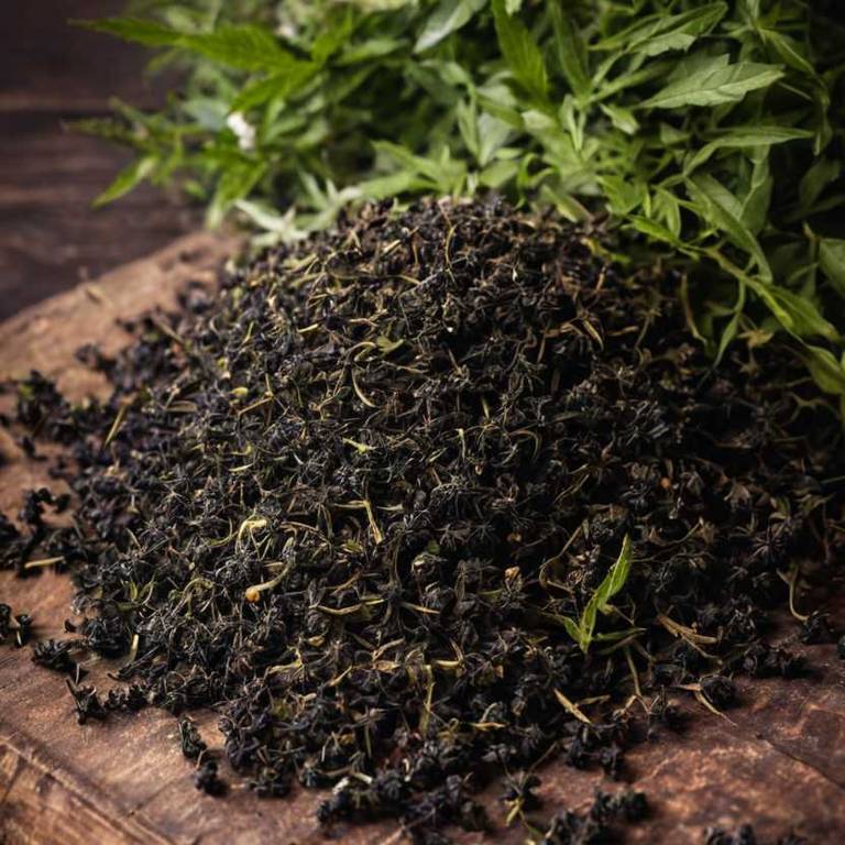 herbal teas for earache Sambucus nigra