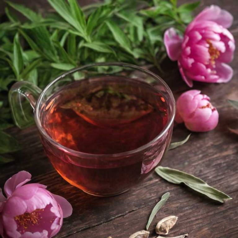 herbal teas for endometriosis Paeonia lactiflora