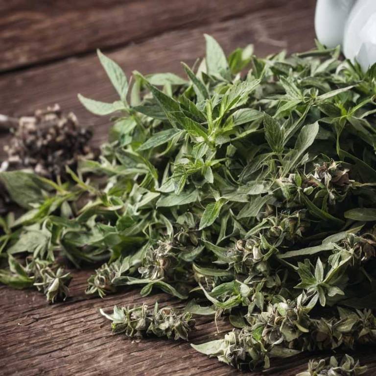 herbal teas for eye-pain Mentha x piperita