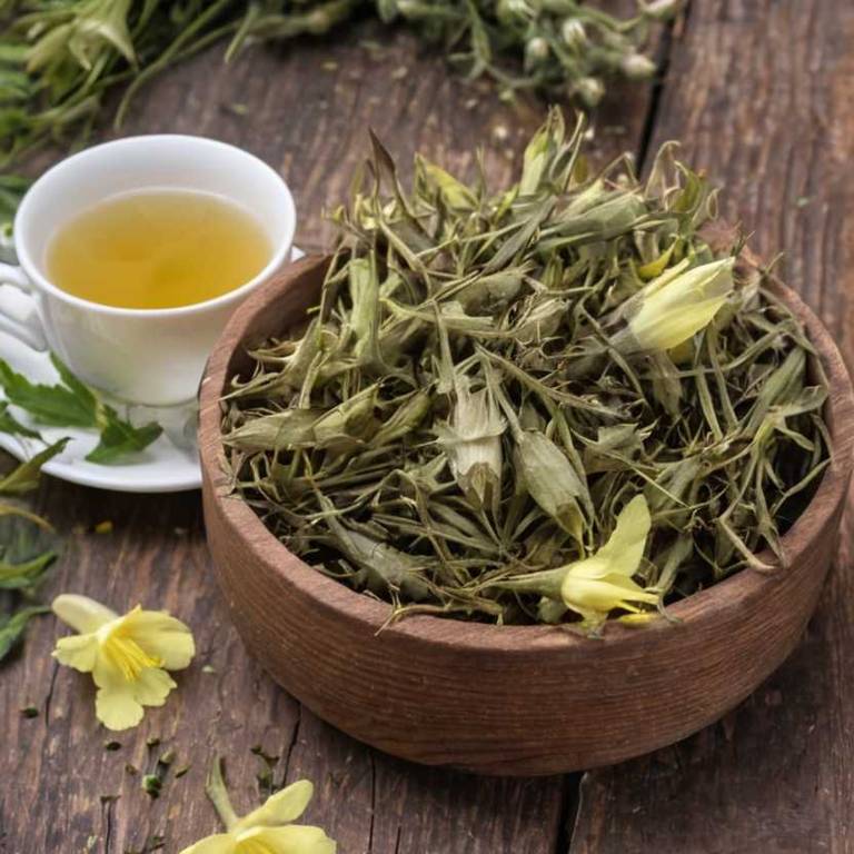 herbal teas for eye-twitching Oenothera biennis