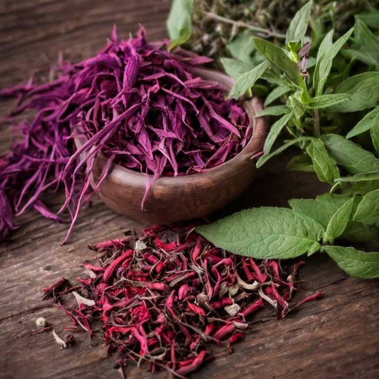 herbal teas for frozen-shoulder Salvia miltiorrhiza