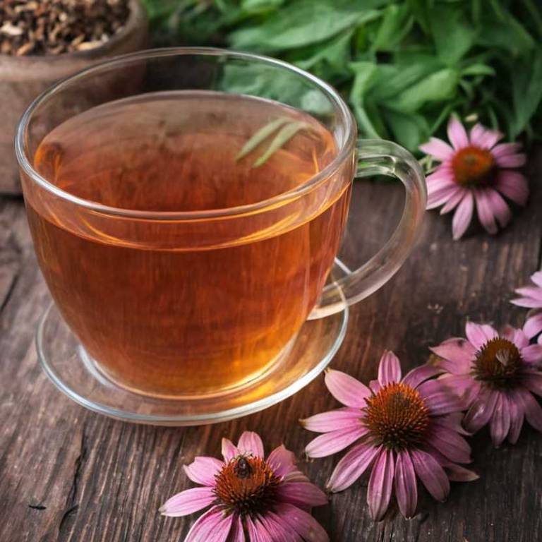 herbal teas for gum-pain Echinacea angustifolia