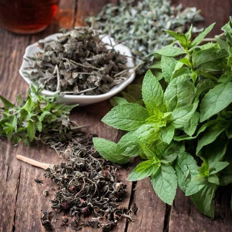 herbal teas for gum-pain Mentha x piperita