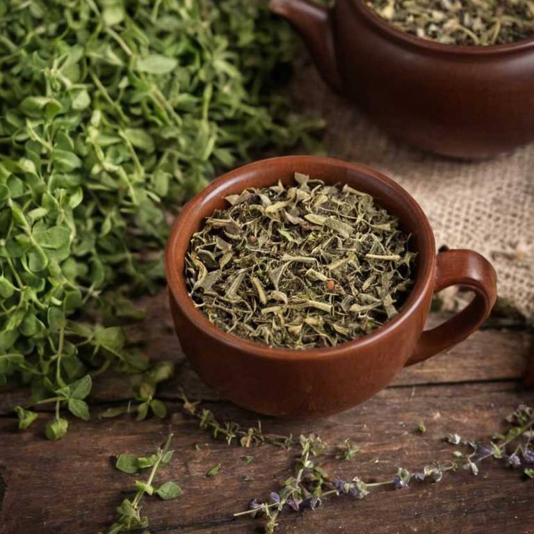 herbal teas for gum-pain Origanum vulgare