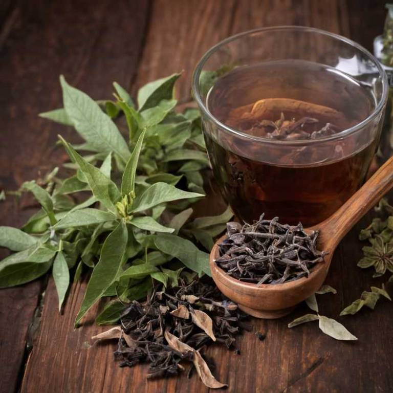 herbal teas for gum-pain Sassafras albidum