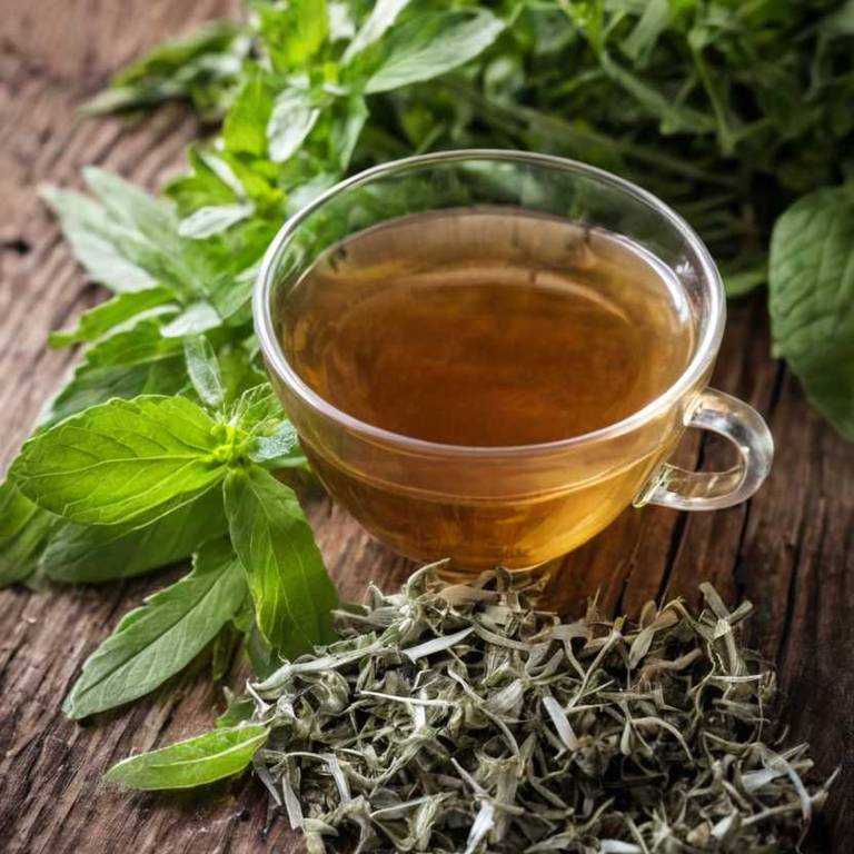 herbal teas for gum-pain Stevia rebaudiana