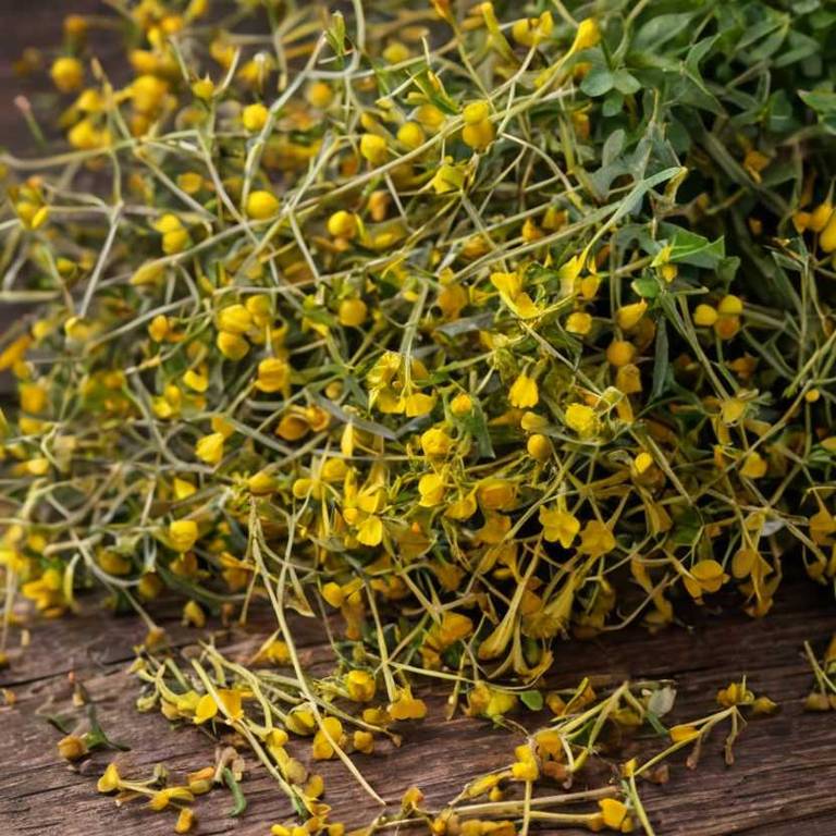 herbal teas for high-cholesterol Hypericum perforatum