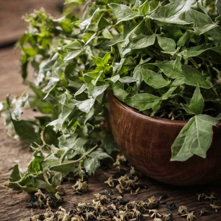 herbal teas for hoarse-voice Hedera helix