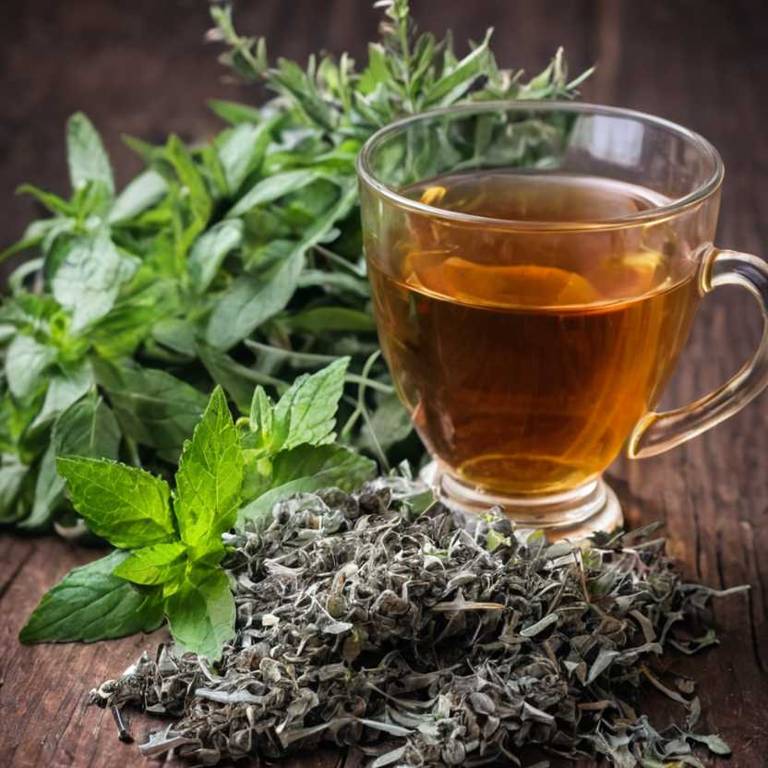 herbal teas for hyperthyroidism Mentha x piperita