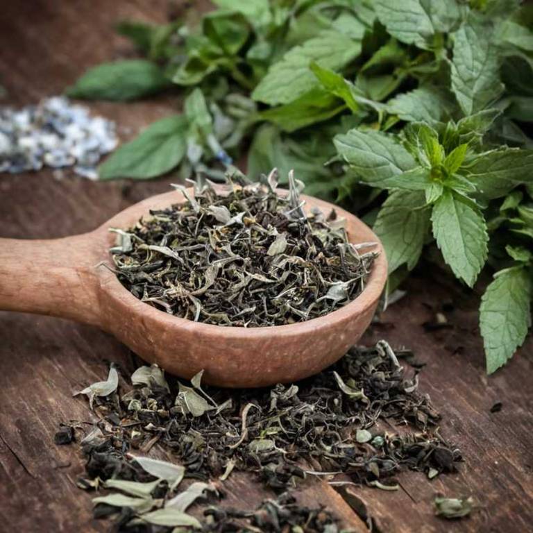 herbal teas for inflammatory-bowel-disease Mentha x piperita