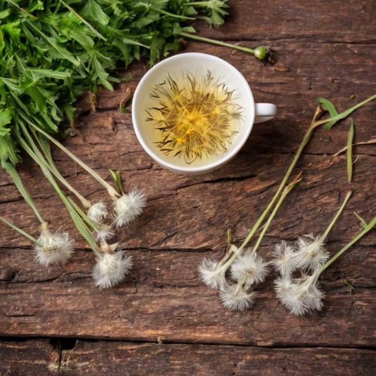 herbal teas for low-blood-pressure Taraxacum mongolicum