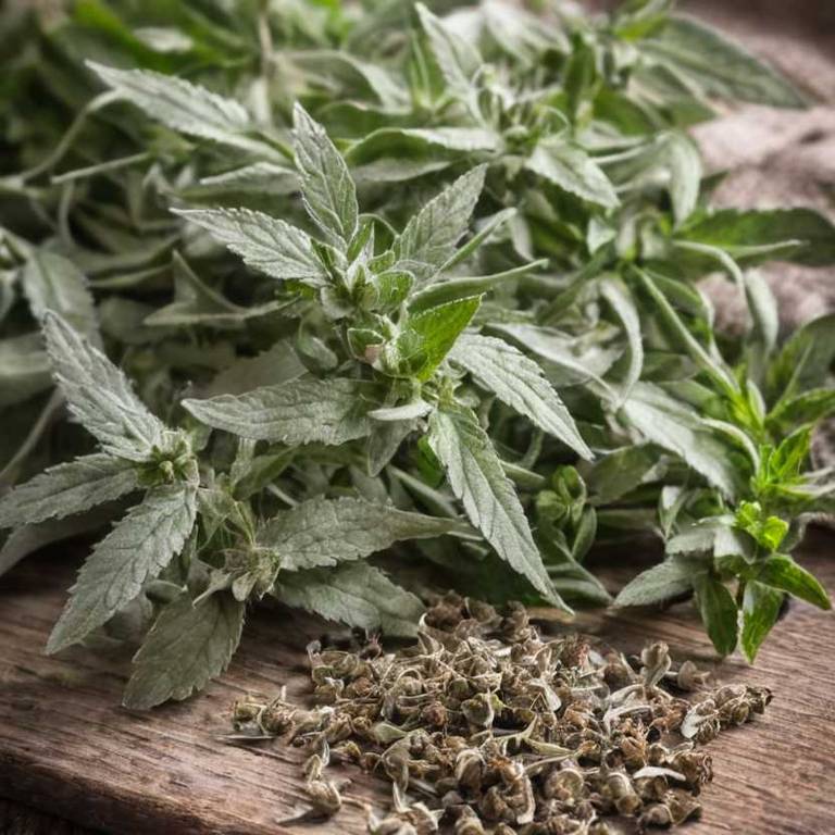 herbal teas for lower-back-pain Stachys officinalis