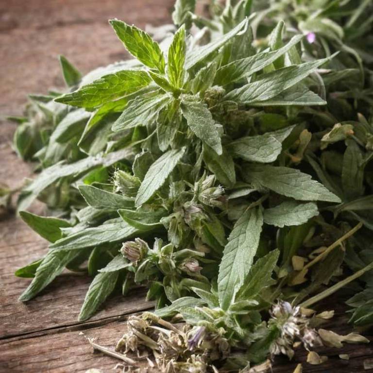 herbal teas for nose-bleeding Stachys officinalis