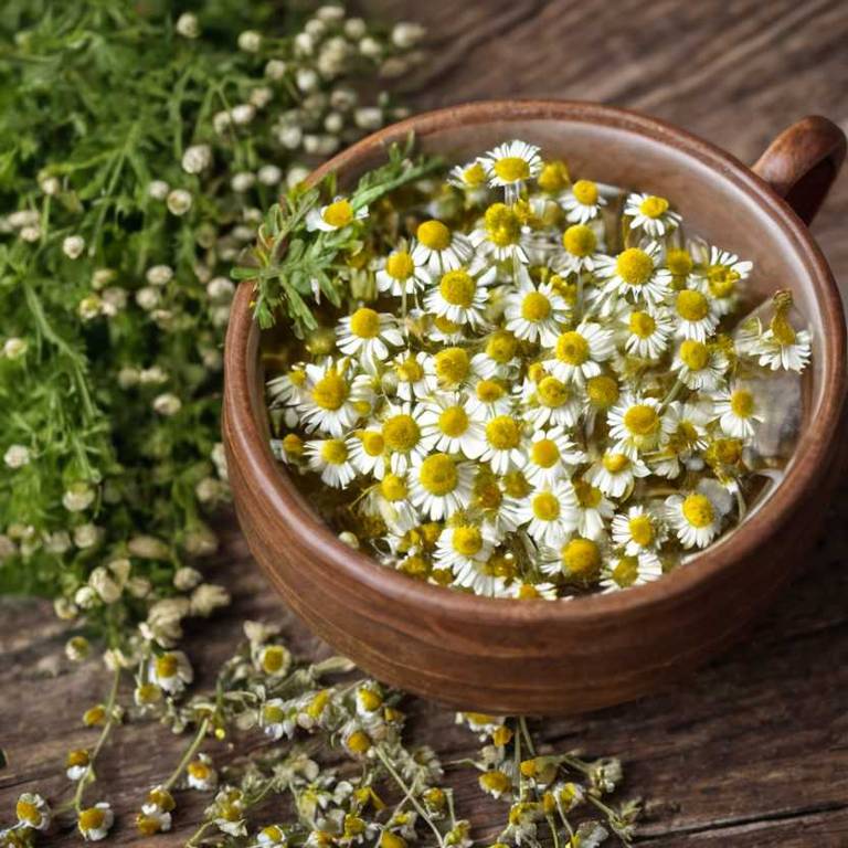 herbal teas for one-side-headache Tanacetum parthenium