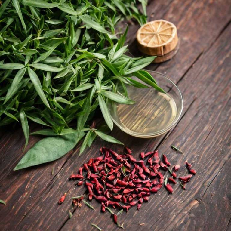 herbal teas for osteoporosis Ruscus aculeatus