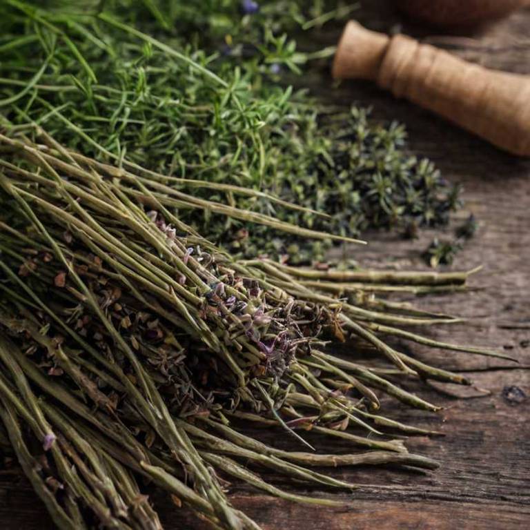 herbal teas for overactive-bladder Equisetum arvense