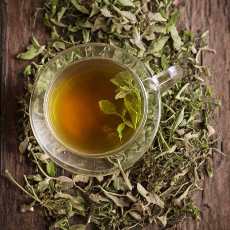 herbal teas for overeating Gymnema sylvestre