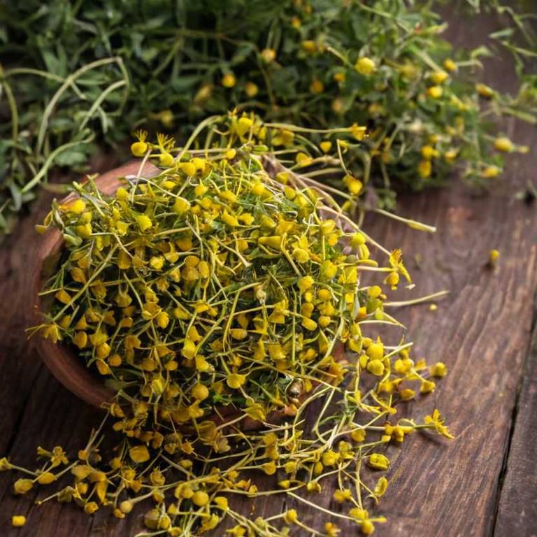 herbal teas for overeating Hypericum perforatum