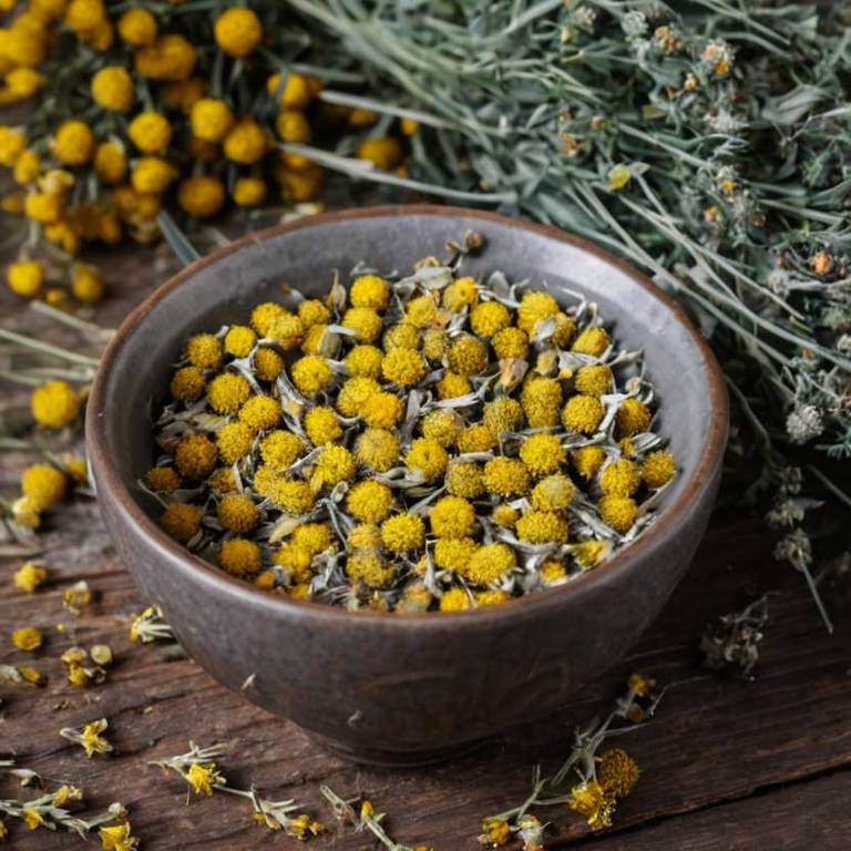 herbal teas for peptic-ulcers Helichrysum italicum