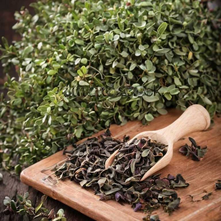 herbal teas for prostate-inflammation Arctostaphylos uva ursi