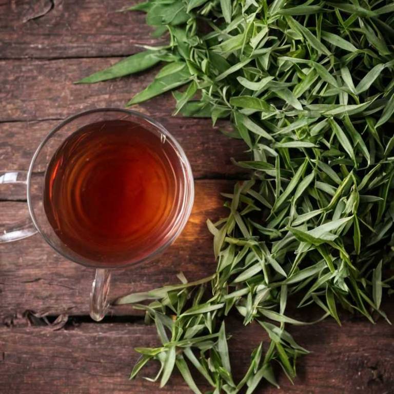 herbal teas for wheezing Ruscus aculeatus