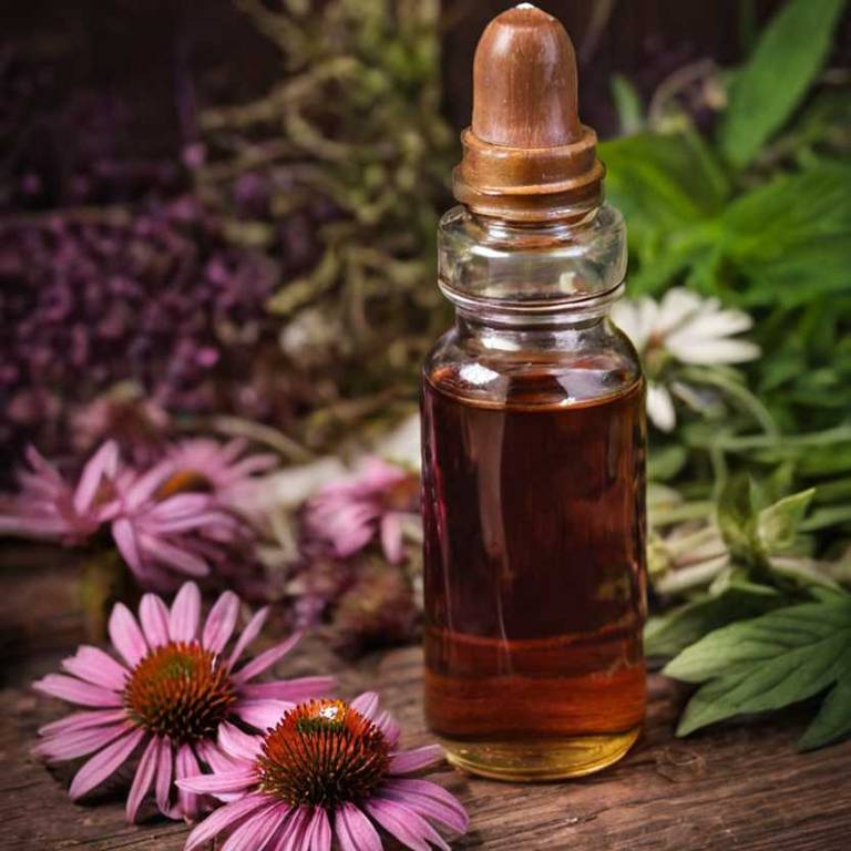 herbal tinctures for acute-bronchitis Echinacea purpurea