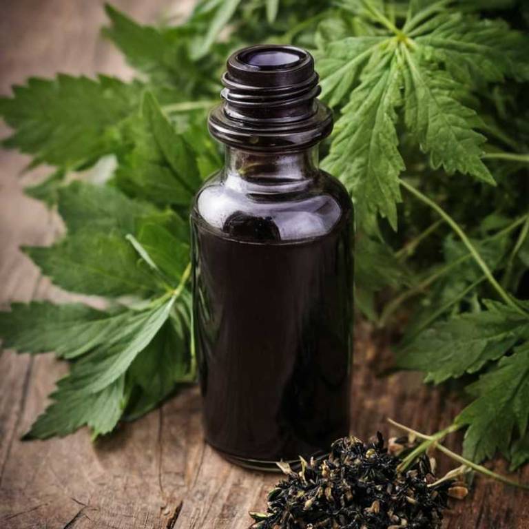 herbal tinctures for acute-bronchitis Sambucus nigra