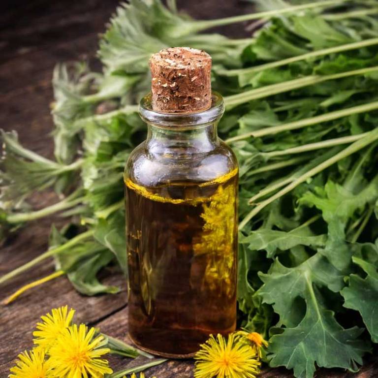 herbal tinctures for acute-bronchitis Taraxacum officinale