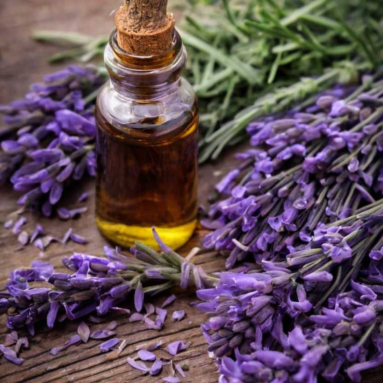 herbal tinctures for adrenal-fatigue Lavandula angustifolia