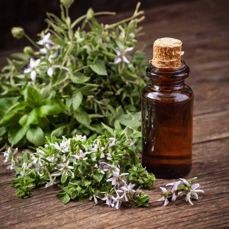 herbal tinctures for aging Withania somnifera