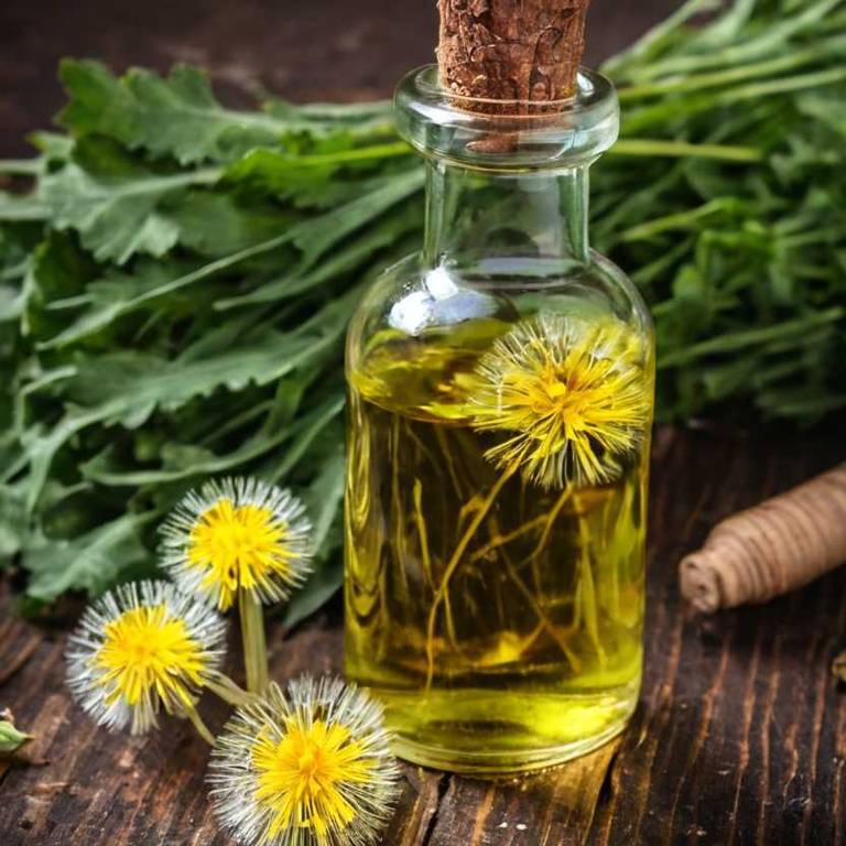 herbal tinctures for akylosing-spondylitis Taraxacum officinale