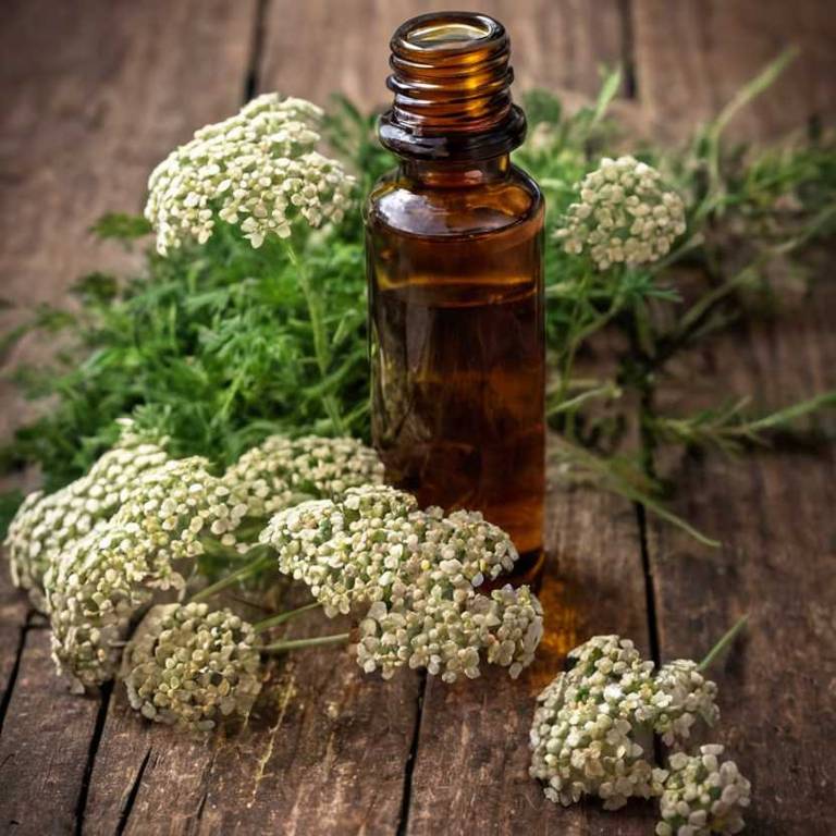 herbal tinctures for altitude-sickness Achillea millefolium