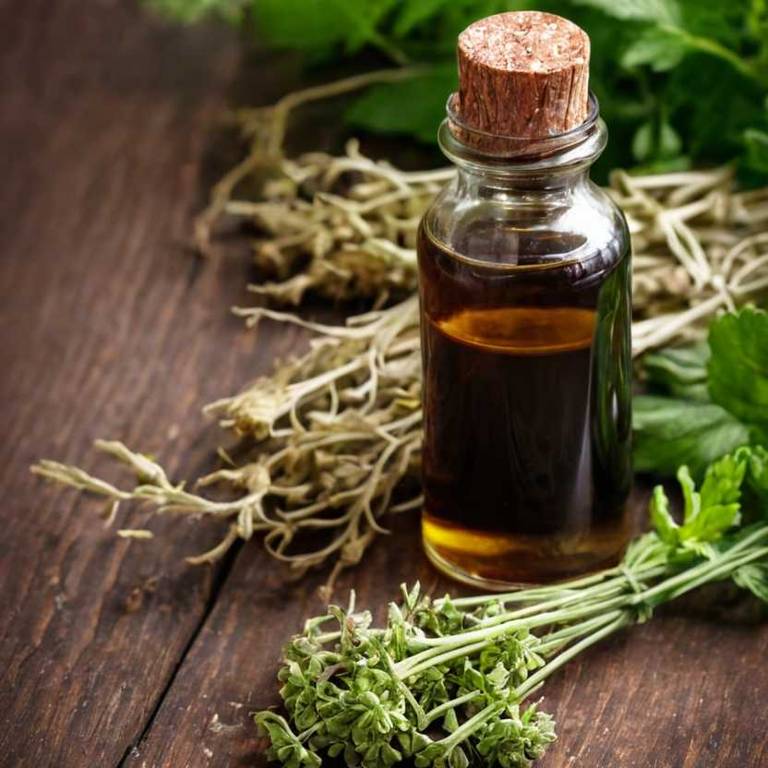 herbal tinctures for amenorrhea Angelica sinensis