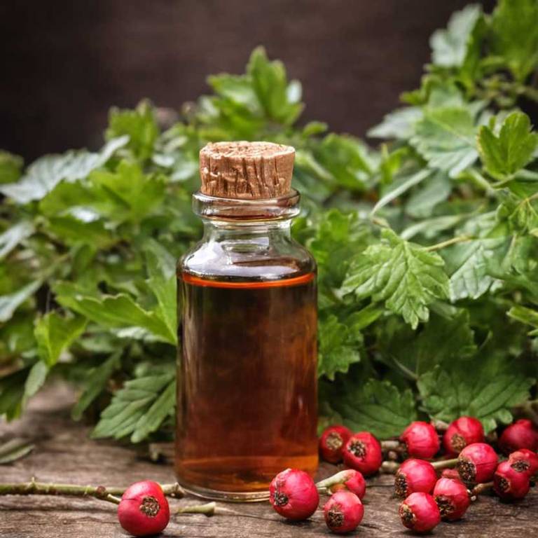 herbal tinctures for amenorrhea Crataegus monogyna