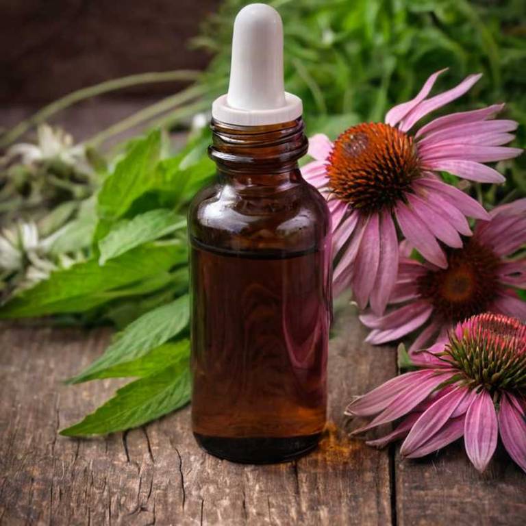 herbal tinctures for angina Echinacea angustifolia