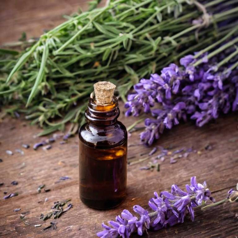 herbal tinctures for angina Lavandula angustifolia