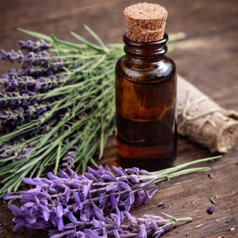 herbal tinctures for arthritis Lavandula angustifolia