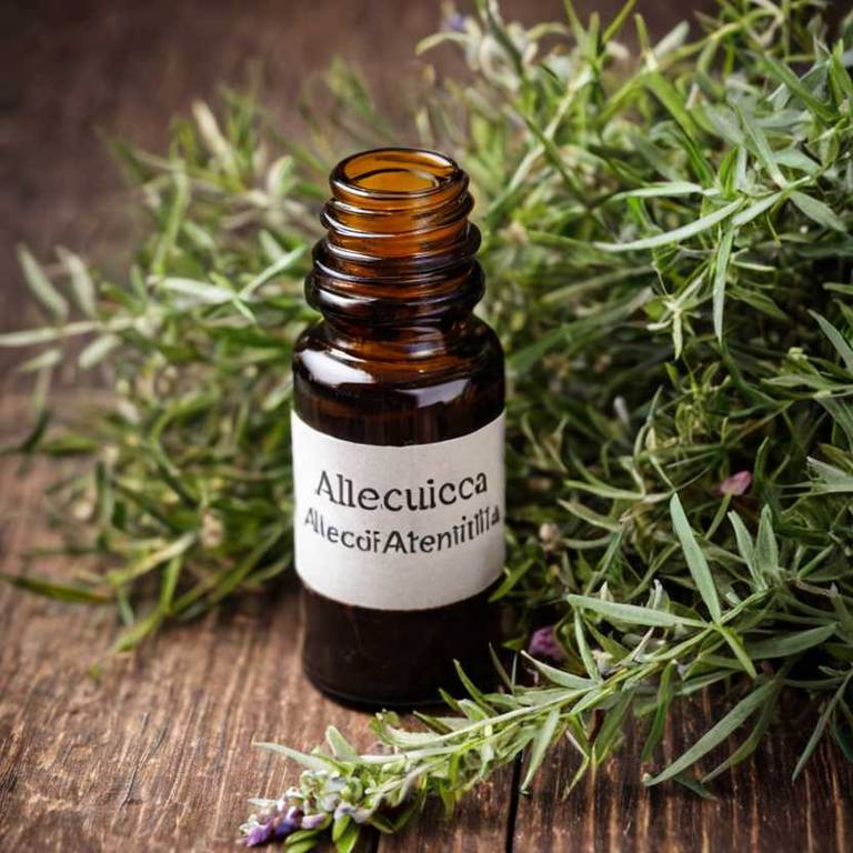 herbal tinctures for athlete-foot Melaleuca alternifolia