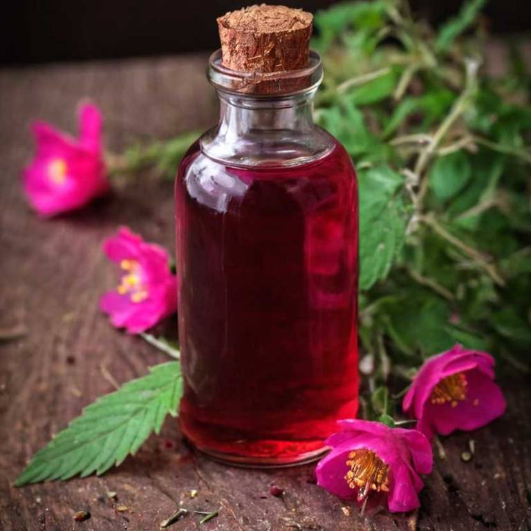 herbal tinctures for back-pain Rosa rugosa