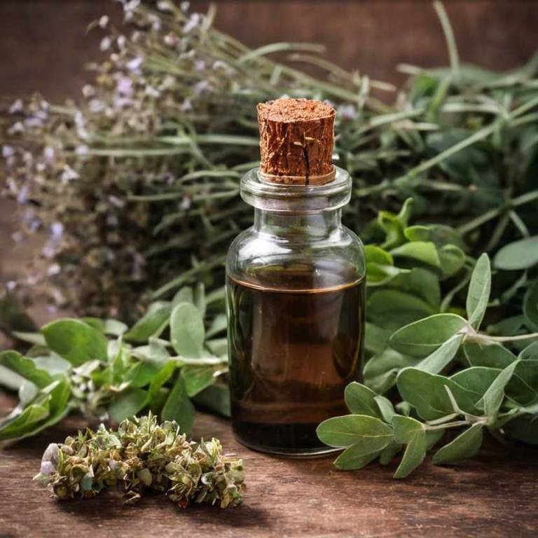 herbal tinctures for bad-breath Eucalyptus globulus