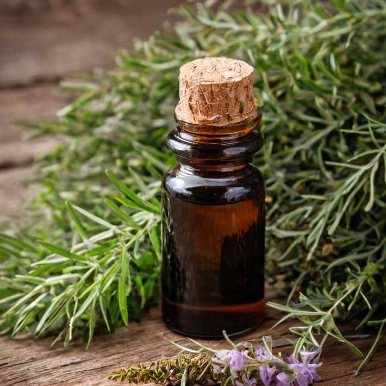 herbal tinctures for bad-breath Melaleuca alternifolia